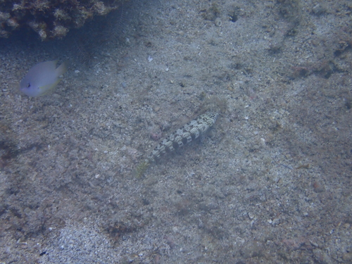 Parapercis cylindrica
