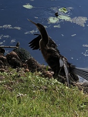 Anhinga anhinga