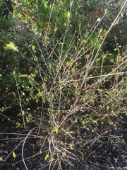 Ceanothus integerrimus