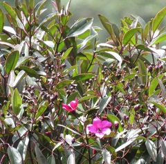 Meriania cuzcoana