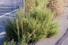 Dittrichia graveolens