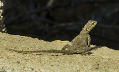 Agama lionotus