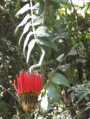 Mutisia lanata