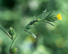 Dittrichia graveolens