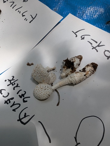 Amanita castanopsidis