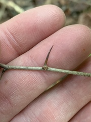 Crataegus intricata