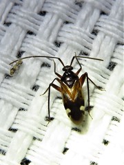 Eustictus