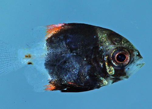 Black bat fish (Monodactylus argenteus) — Monodactylidae