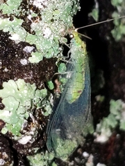 Leucochrysa