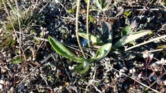 Pilosella officinarum