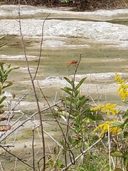 Libellula croceipennis