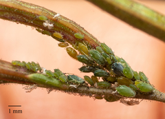 Aphis