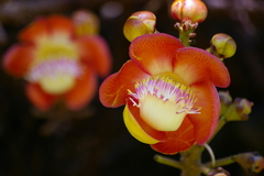 Couroupita guianensis