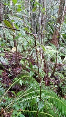 Mostuea brunonis