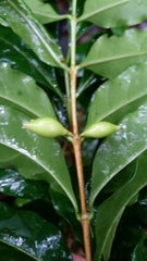 Tricalysia analamazaotrensis