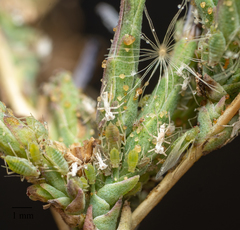 Acyrthosiphon lactucae