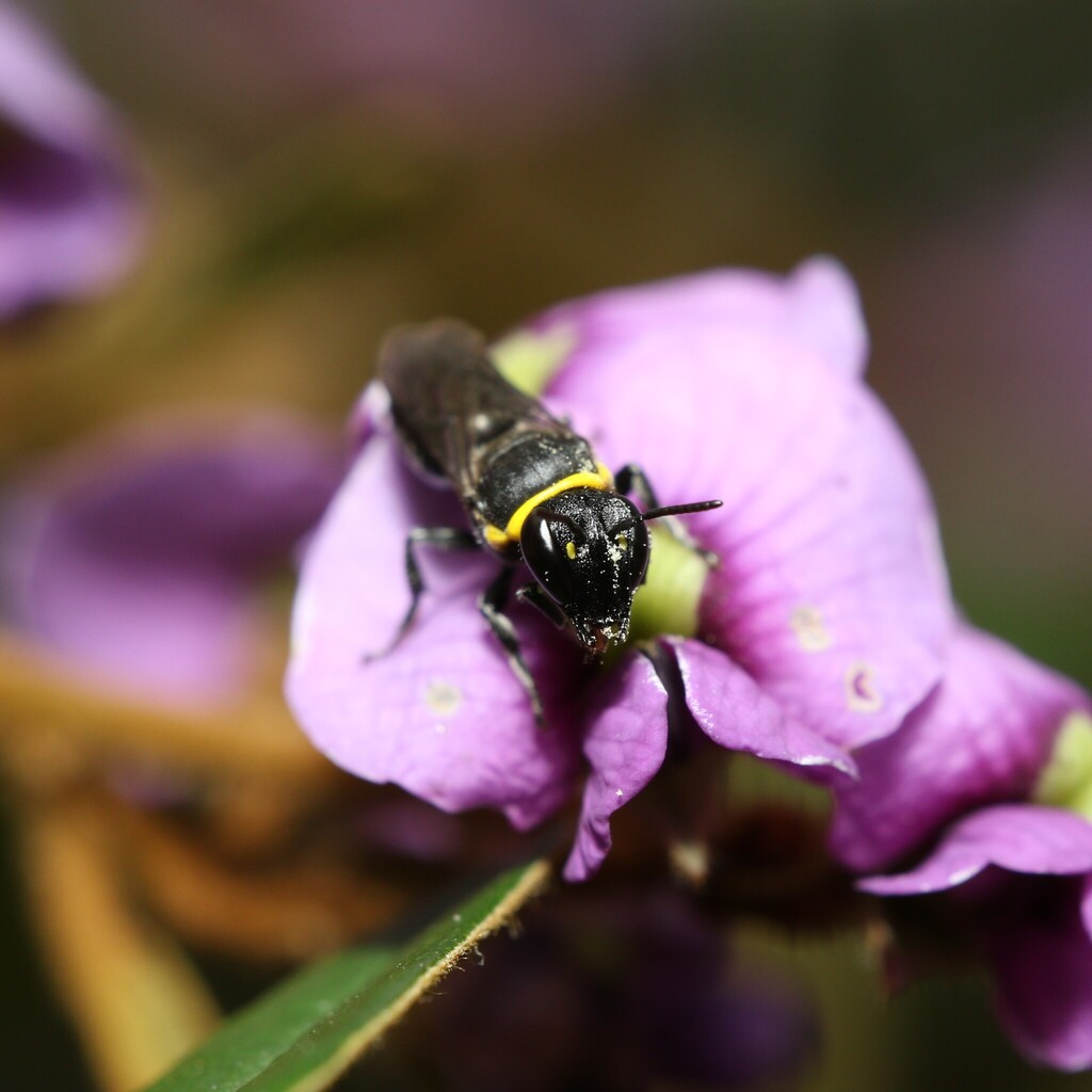 Xenohylaeus