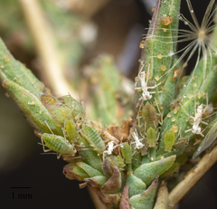 Acyrthosiphon lactucae