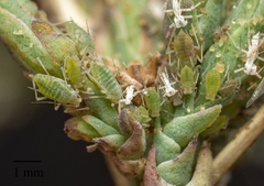 Acyrthosiphon lactucae