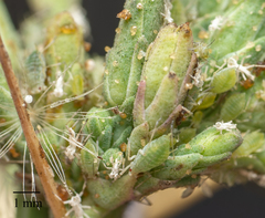 Acyrthosiphon lactucae