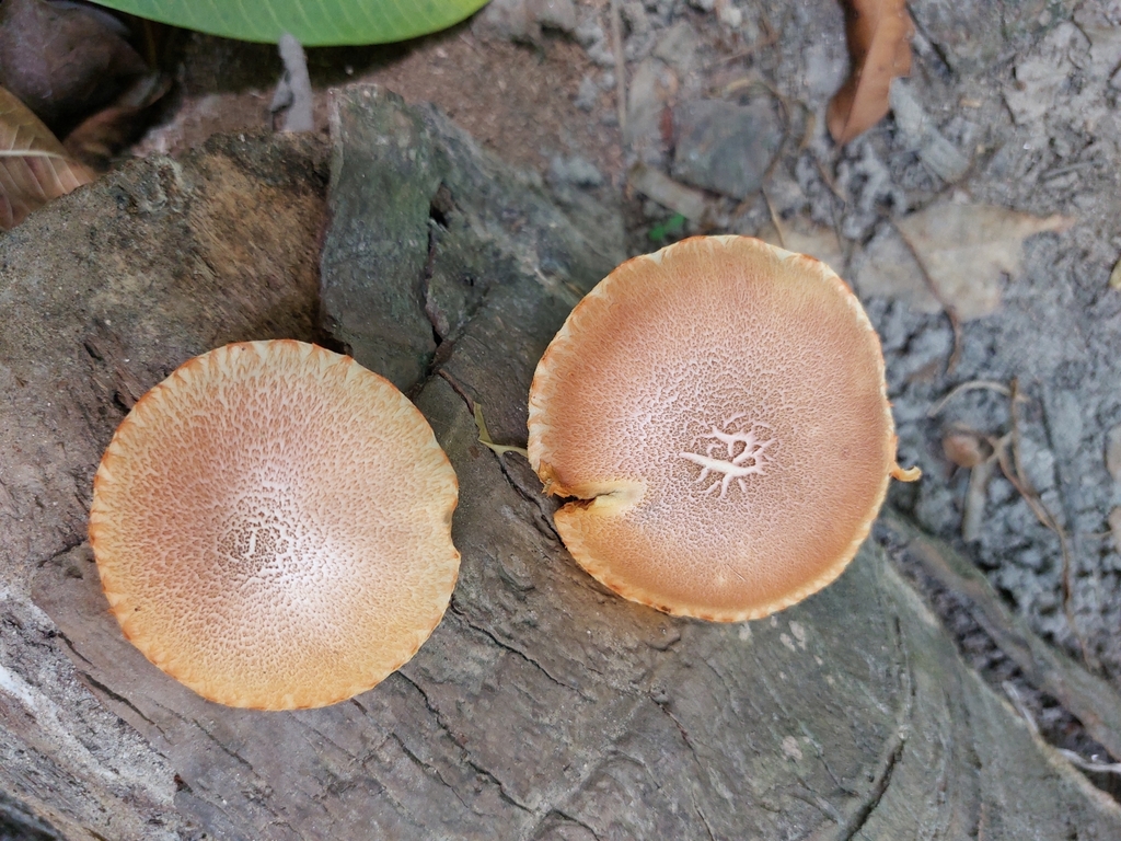 Gymnopilus palmicola · July 2025 · photo: © rafaellacev (iNaturalist, cc-by)