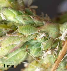 Acyrthosiphon lactucae