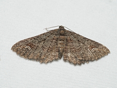 Eucymatoge scotodes