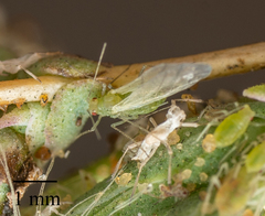 Acyrthosiphon lactucae