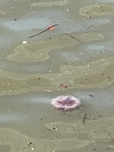 Dwarf Lion's Mane Jelly photographed in New York