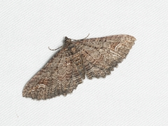 Eucymatoge scotodes