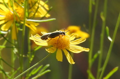 Epicauta heterodera