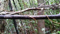 Lygodium lanceolatum