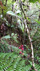 Ochnaceae
