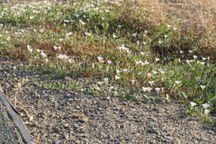 Convolvulus arvensis