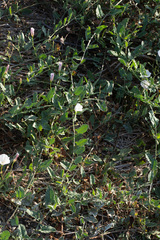 Convolvulus arvensis