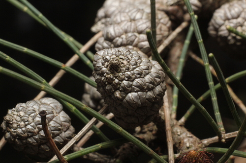 Allocasuarina huegeliana, 2025-07-17