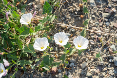 Convolvulus arvensis