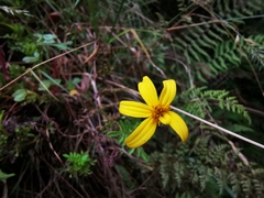 Tagetes zypaquirensis