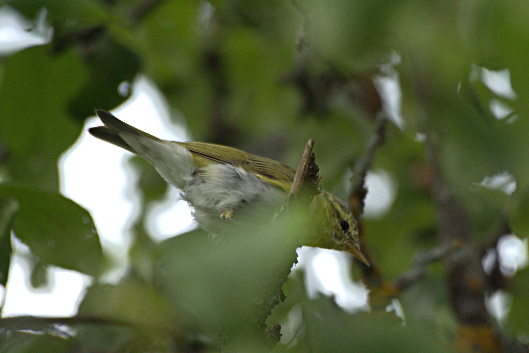 Wood Warbler
