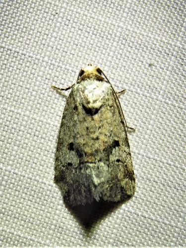 Festive and Pale-winged Midgets and Allies photo 5