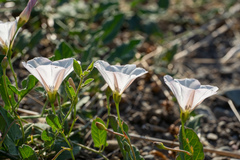 Convolvulus arvensis