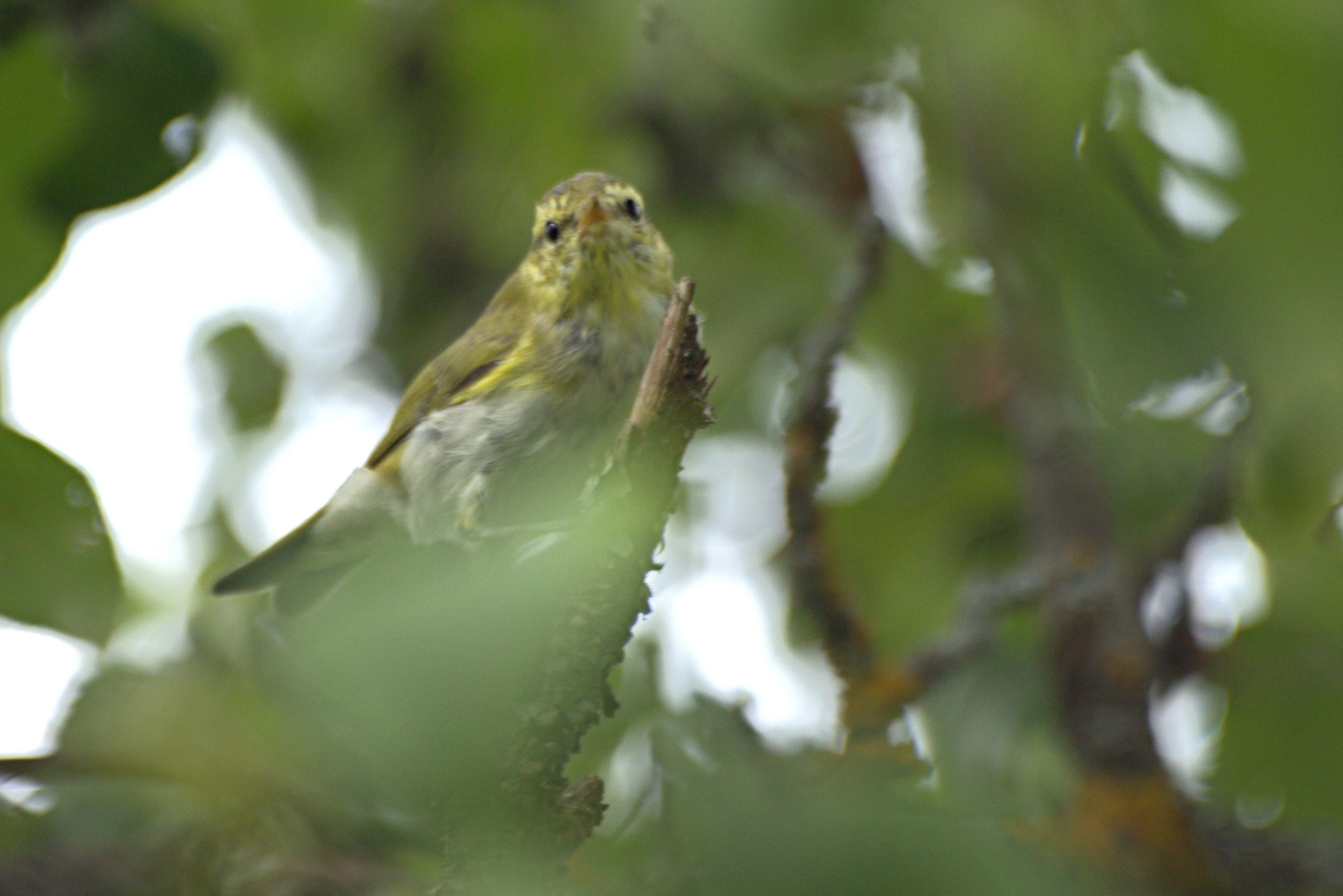 Wood Warbler