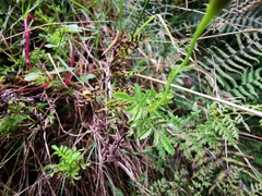 Tagetes zypaquirensis