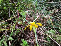 Tagetes zypaquirensis