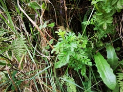 Tagetes zypaquirensis