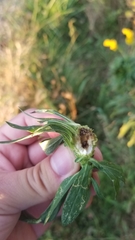 Procecidochares atra