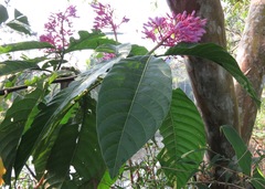 Palicourea lasiantha