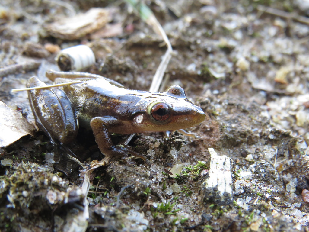 Coastal Lowland Snouted Treefrog (Scinax cuspidatus)
