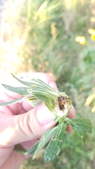 Procecidochares atra