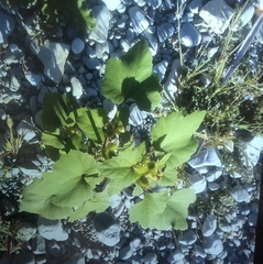 Xanthium orientale italicum